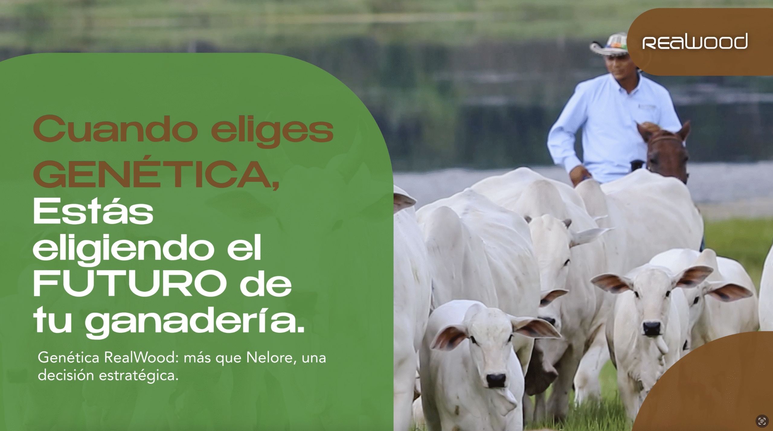 Elegir Genética REALWOOD